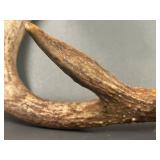2 Sets Mounted Deer Antlers Collection
