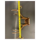 2 Sets Mounted Deer Antlers Collection