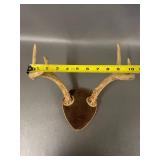 2 Sets Mounted Deer Antlers Collection
