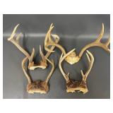Genuine Deer Antlers Collection for Decor or Craft