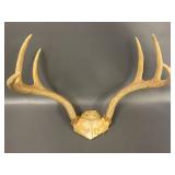 Genuine Deer Antlers Collection for Decor or Craft