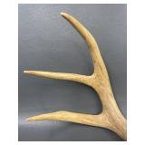Genuine Deer Antlers Collection for Decor or Craft