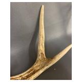 Genuine Deer Antlers Collection for Decor or Craft