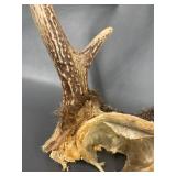 Genuine Deer Antlers Collection for Decor or Craft