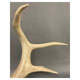 Genuine Deer Antlers Collection for Decor or Craft