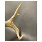 Genuine Deer Antlers Collection for Decor or Craft