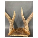 Genuine Deer Antlers Collection for Decor or Craft