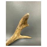 Genuine Deer Antlers Collection for Decor or Craft