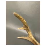 Genuine Deer Antlers Collection for Decor or Craft