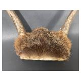 Genuine Deer Antlers Collection for Decor or Craft