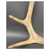 3 Deer Rattling Antler Sets
