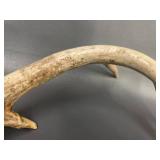 3 Deer Rattling Antler Sets