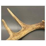 3 Deer Rattling Antler Sets