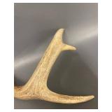 3 Deer Rattling Antler Sets