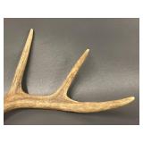 3 Deer Rattling Antler Sets