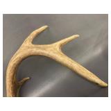 3 Deer Rattling Antler Sets