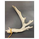Natural Deer Rattling Antlers Set for Rustic Decor Crafts