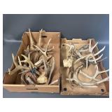 Large Rustic Deer Antler Collection for Decor/Crafts