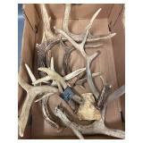Large Rustic Deer Antler Collection for Decor/Crafts