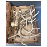 Large Rustic Deer Antler Collection for Decor/Crafts