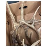 Large Rustic Deer Antler Collection for Decor/Crafts