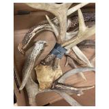 Large Rustic Deer Antler Collection for Decor/Crafts