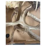Large Rustic Deer Antler Collection for Decor/Crafts
