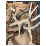 Large Rustic Deer Antler Collection for Decor/Crafts