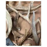 Large Rustic Deer Antler Collection for Decor/Crafts