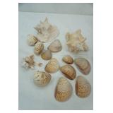 Sea Shells Lot: 2 conch and more
