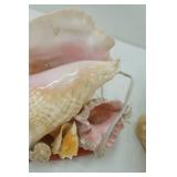 Seashell Lot with Seashell light