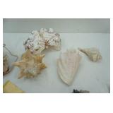 Seashell Lot with Seashell light