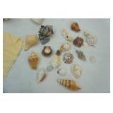 Seashell Lot with Seashell light