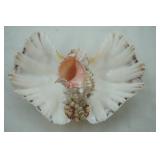 Seashell Lot with Seashell light