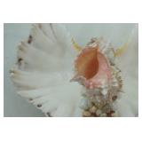 Seashell Lot with Seashell light