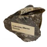 Orthoceras Silurian Morocco