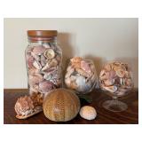 Seashell Collection