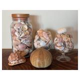 Seashell Collection