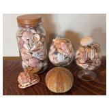 Seashell Collection