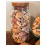 Seashell Collection
