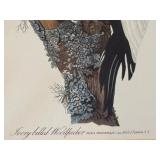 Vintage Engraving Colored Print by R. Hawell / Vintage Engraving Ivory Billed Woodpecker