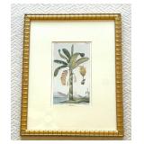 1831 Musa Palm Antique Print Banana Plant Natural History Botanical Botany Framed Wall Art
