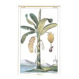 1831 Musa Palm Antique Print Banana Plant Natural History Botanical Botany Framed Wall Art