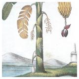 1831 Musa Palm Antique Print Banana Plant Natural History Botanical Botany Framed Wall Art