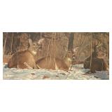 "Deer Resting in Snow" Print by Les Blacklock