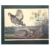 Vintage Framed Audubon Lithograph Pinnated Grous