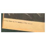 Vintage Framed Audubon Lithograph Pinnated Grous