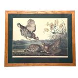 Vintage Framed Audubon Lithograph Pinnated Grous