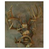 Deer Antlers (5)