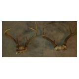 Deer Antlers (5)